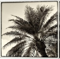 Palm Tree Sepia I Fine Art Print