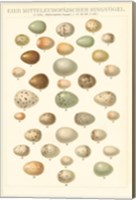 Songbird Egg Chart Fine Art Print