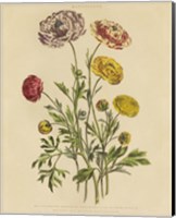 Herbal Botany XXII v2 Crop Fine Art Print