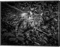 The Lynx Looking Up - Black & White Fine Art Print