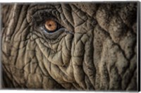 Elephant Close Up II Fine Art Print