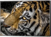 Tiger Eyes Fine Art Print
