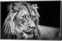 The Lion III - Black & White Fine Art Print