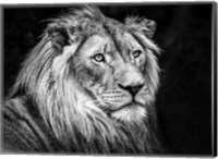 The Lion V - Black & White Fine Art Print