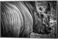 Rhino II - Black & White Fine Art Print