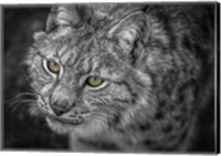 Lynx Eyes Fine Art Print