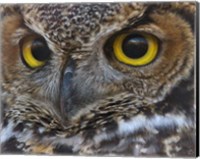 Owl Eyes Fine Art Print