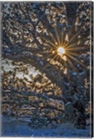 New Years Steens Mountain Sunrise Fine Art Print