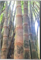 Bamboo Grove Sunburst Fine Art Print
