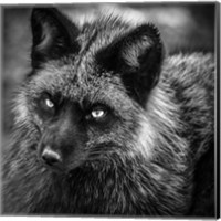 Silver Fox Black & White Fine Art Print