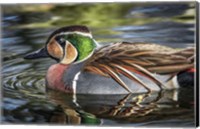Colorfull Duck Fine Art Print