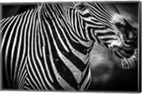 Zebra Black & White Fine Art Print