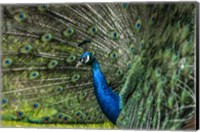 Peacock Showing Off Fine Art Print