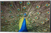Peacock Showing Off Close Up Fine Art Print