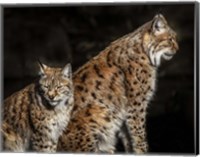 Two Lynxes Fine Art Print