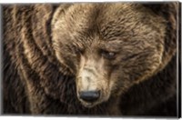 The Grizzly III Fine Art Print