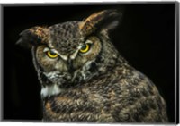 Yellow Eyed Owl Fine Art Print