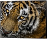 Tiger Close Up Fine Art Print