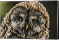 Lapland Owl Fine Art Print