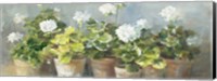 White Geraniums v2 Fine Art Print