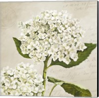 Hydrangeas II (Neutre) Fine Art Print