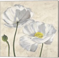 Poppies in White I Fine Art Print