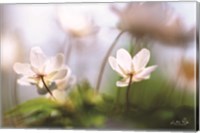 Anemones Fine Art Print