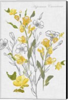Botantical Yellow Flowers Fine Art Print
