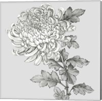 Grey Botanical I Fine Art Print
