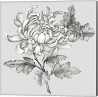 Grey Botanical II Fine Art Print