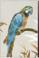 Blue Parrot I Fine Art Print