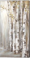 Sunset Birch Forest II Fine Art Print