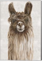 Suri Alpaca I Fine Art Print