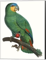 Parrot of the Tropics I Fine Art Print