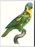 Parrot of the Tropics II Fine Art Print