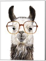 Hip Llama III Fine Art Print