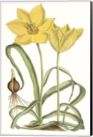 Curtis Tulips VIII Fine Art Print