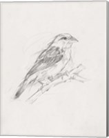 Avian Study  II Fine Art Print