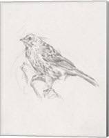 Avian Study  III Fine Art Print