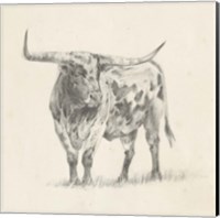 Longhorn Steer Sketch II Fine Art Print