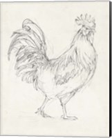 Rooster Sketch I Fine Art Print