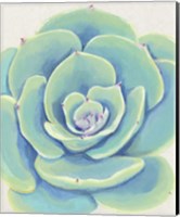 Pastel Succulent IV Fine Art Print