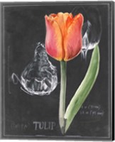 Chalkboard Flower III Fine Art Print