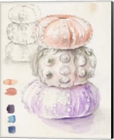 Sea Urchin Sketches I Fine Art Print