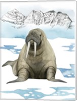 Arctic Animal III Fine Art Print