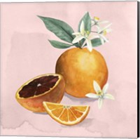 Orange Blossom I Fine Art Print