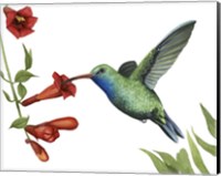 Hummingbird & Flower I Fine Art Print