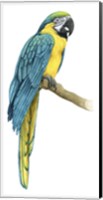 Teal Macaw I Fine Art Print