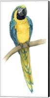 Teal Macaw II Fine Art Print