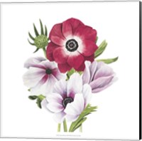 Anemone Blooms I Fine Art Print